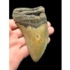 Megalodon fossil tooth 10cm – North Carolina, USA