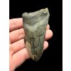Fossiler Zahn eines Megalodons 8cm – North Carolina, USA