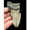 Fossiler Zahn eines Megalodons 8cm – North Carolina, USA
