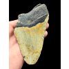 Megalodon fossil tooth 11cm – North Carolina, USA