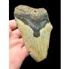 Megalodon fossil tooth 11cm – North Carolina, USA