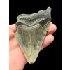 Megalodon fossil tooth 9cm – North Carolina, USA