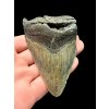 Fossiler Zahn eines Megalodons 9cm – North Carolina, USA