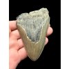 Megalodon fossil tooth 9cm – North Carolina, USA