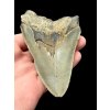 Megalodon fossil tooth 9cm – North Carolina, USA