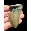 Megalodon fossil tooth 7cm – North Carolina, USA