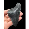Megalodon fossil tooth 8cm – North Carolina, USA