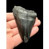 Fossiler Zahn eines Megalodons 8cm – North Carolina, USA