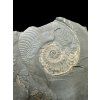 Harpoceras ammonite with smaller Dactylioceras ammonites – Holzmaden, Germany