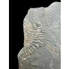Harpoceras ammonite with smaller Dactylioceras ammonites – Holzmaden, Germany