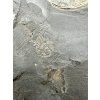 Harpoceras ammonite with smaller Dactylioceras ammonites – Holzmaden, Germany