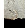 Harpoceras ammonite with smaller Dactylioceras ammonites – Holzmaden, Germany