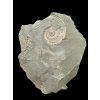Harpoceras ammonite with smaller Dactylioceras ammonites – Holzmaden, Germany