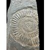 Ammonite Dactylioceras – Holzmaden, Germany