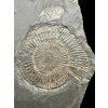 Ammonite Dactylioceras – Holzmaden, Germany