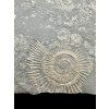 Ammonite Dactylioceras – Holzmaden, Germany