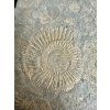 Ammonite Dactylioceras – Holzmaden, Germany