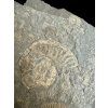 Ammonite Dactylioceras – Holzmaden, Germany