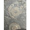 Amonit Dactylioceras – Holzmaden, Německo