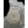 Ammonite Dactylioceras – Holzmaden, Germany