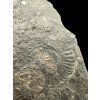 Ammonite Dactylioceras – Holzmaden, Germany