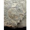 Amonit Dactylioceras – Holzmaden, Německo