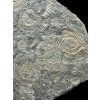 Ammonite Dactylioceras – Holzmaden, Germany