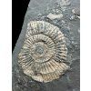 Ammonite Dactylioceras – Holzmaden, Germany