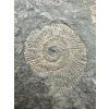 Ammonite Dactylioceras – Holzmaden, Germany