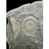 Ammonite Dactylioceras – Holzmaden, Germany