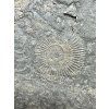 Ammonite Dactylioceras – Holzmaden, Germany