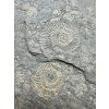 Ammonite Dactylioceras – Holzmaden, Germany