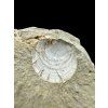 Fossil – Brezno u Chomutova, CZ