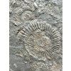 Ammonite Dactylioceras – Holzmaden, Germany
