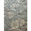 Ammonite Dactylioceras – Holzmaden, Germany