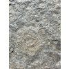 Ammonite Dactylioceras – Holzmaden, Germany