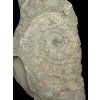 Harpoceras ammonite with smaller Dactylioceras ammonites – Holzmaden, Germany