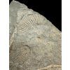 Harpoceras ammonite with smaller Dactylioceras ammonites – Holzmaden, Germany