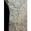 Harpoceras ammonite with smaller Dactylioceras ammonites – Holzmaden, Germany