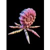 Plastic model of an ammonite