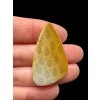 Fossil coral cabochon – Indonesia