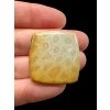 Fossiler Koral Cabochon – Indonesien