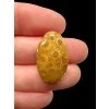 Fossil coral cabochon – Indonesia