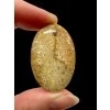 Fossil coral cabochon – Indonesia