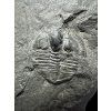 Trilobit Onnia Superba – Pankrác, Metro D, ČR