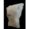 Trilobite Onnia Superba – Pankrac, Metro D, CZ