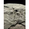 Trilobit Onnia Superba – Pankrac, Metro D, CZ