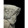Trilobit Onnia Superba – Pankrac, Metro D, CZ