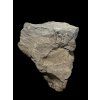 Trilobite Onnia Superba – Pankrac, Metro D, CZ