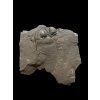 Trilobit Onnia Superba – Pankrac, Metro D, CZ